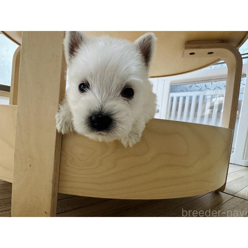 販売中の千葉県のウエストハイランドホワイトテリア(ウエスティ)-452056の2枚目