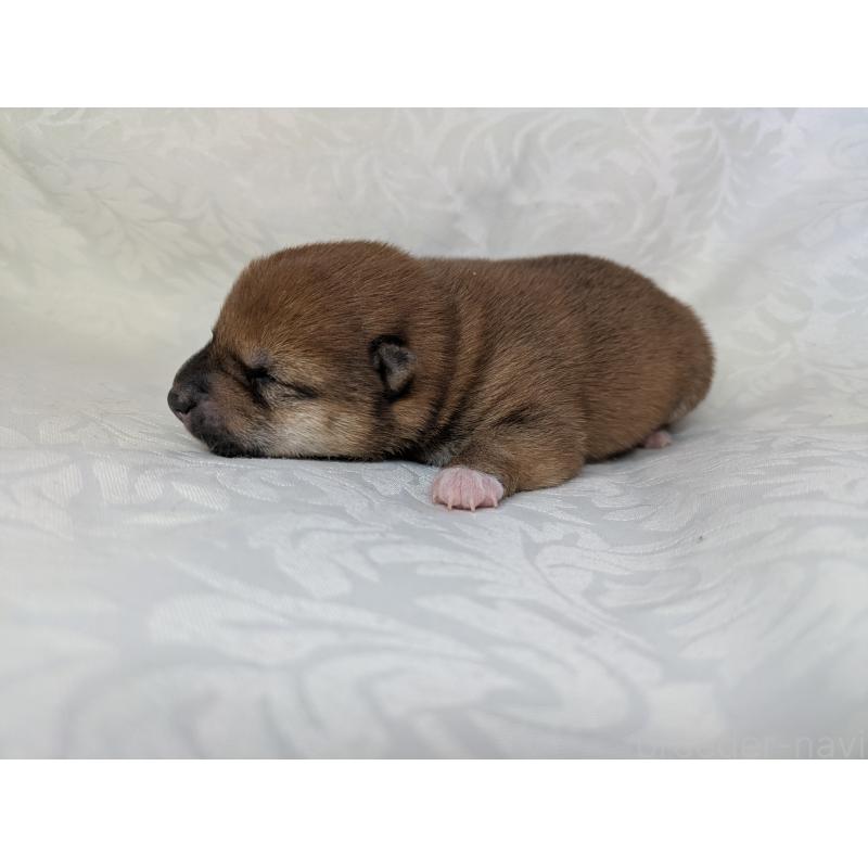 販売中の愛知県の豆柴-452057の5枚目