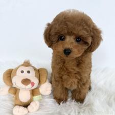 ♀︎タイニープードル