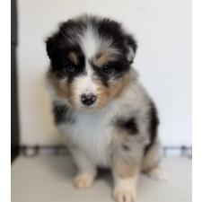 ♀︎オーストラリアンシェパード