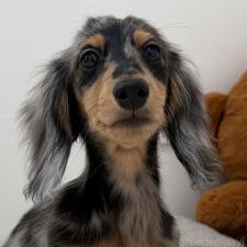 ♀︎ミニチュアダックスフンド(ロングヘアード)