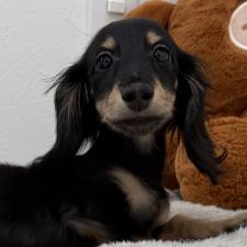 ♀︎ミニチュアダックスフンド(ロングヘアード)