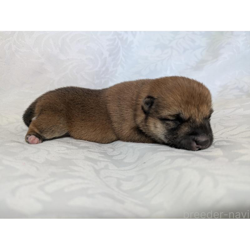 販売中の愛知県の豆柴-452058の3枚目