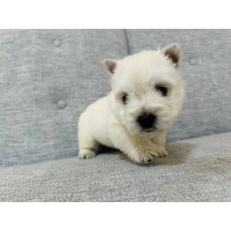 販売中の千葉県のウエストハイランドホワイトテリア(ウエスティ)-452062の9枚目