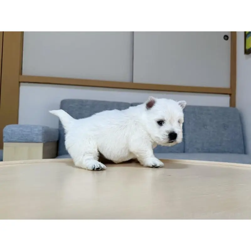 販売中の千葉県のウエストハイランドホワイトテリア(ウエスティ)-452062の8枚目