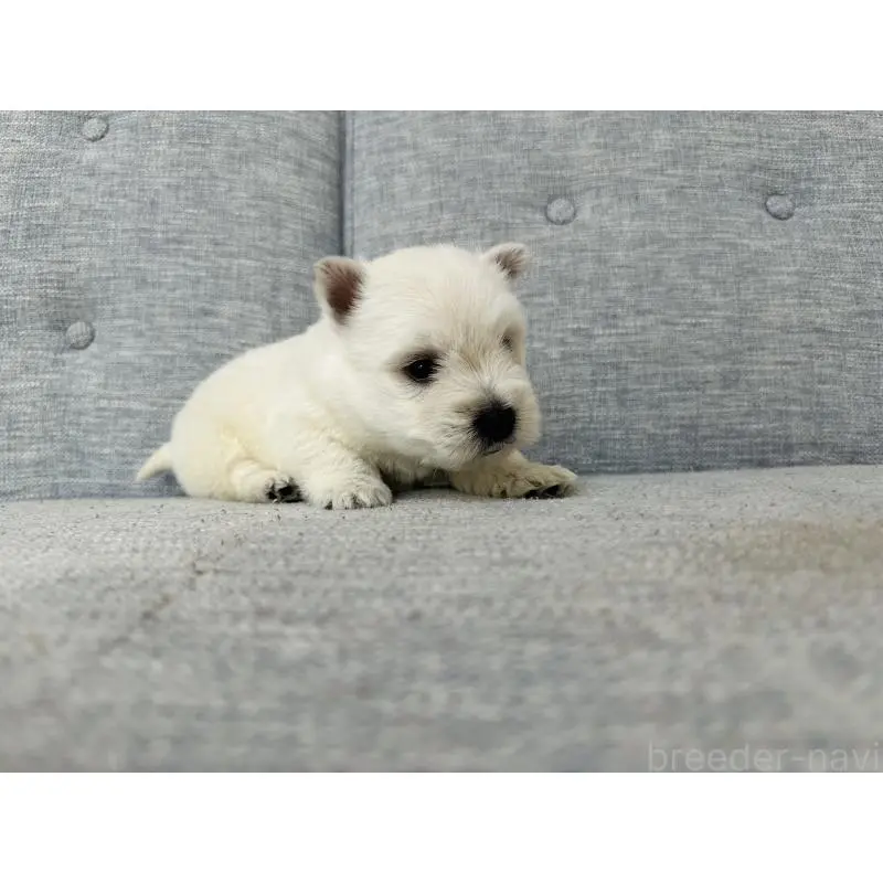 販売中の千葉県のウエストハイランドホワイトテリア(ウエスティ)-452062の6枚目