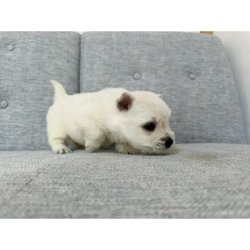 販売中の千葉県のウエストハイランドホワイトテリア(ウエスティ)-452062の5枚目