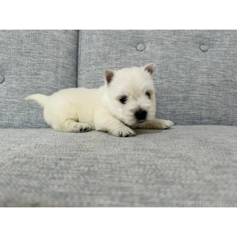 販売中の千葉県のウエストハイランドホワイトテリア(ウエスティ)-452062の4枚目