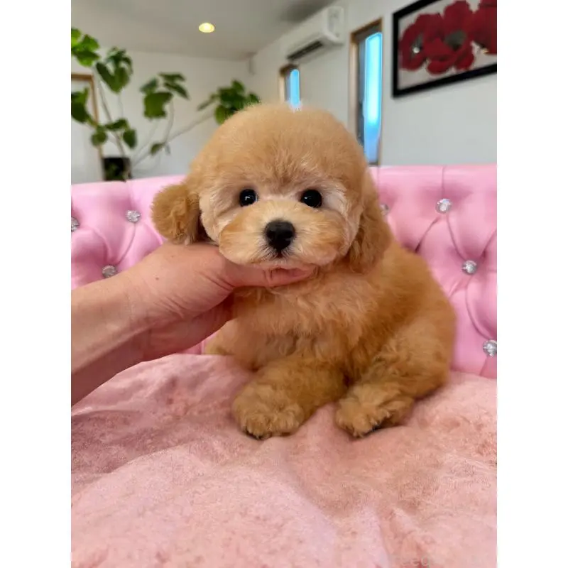 販売中の茨城県のタイニープードル-452059の5枚目