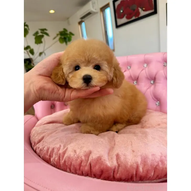 販売中の茨城県のタイニープードル-452059の4枚目