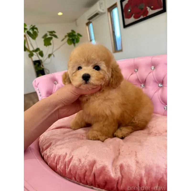 販売中の茨城県のタイニープードル-452059の3枚目