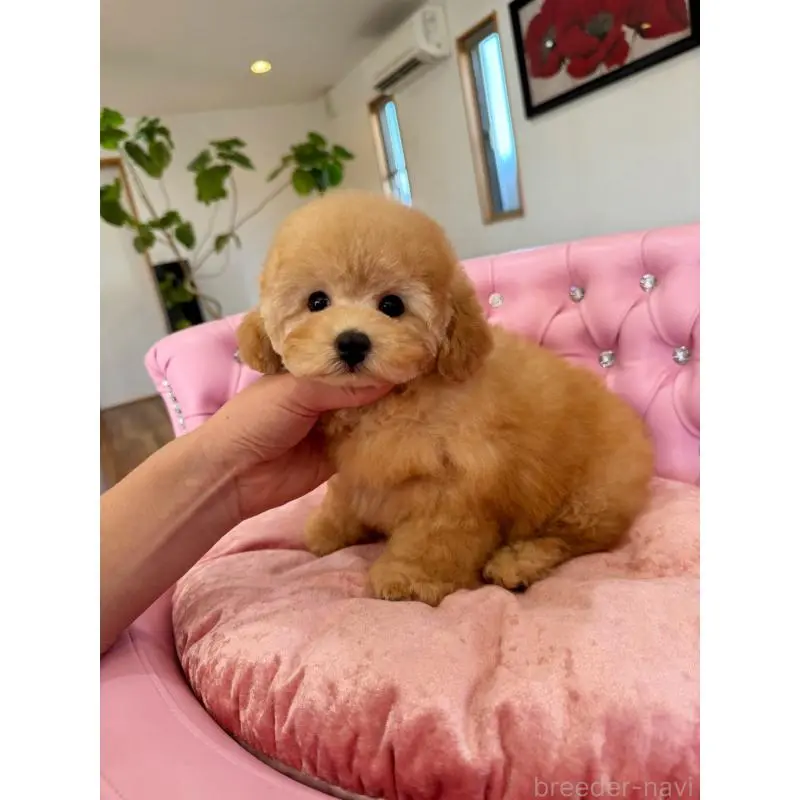 販売中の茨城県のタイニープードル-452059の2枚目