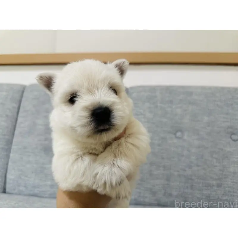 販売中の千葉県のウエストハイランドホワイトテリア(ウエスティ)-452062の3枚目