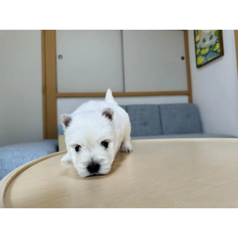 販売中の千葉県のウエストハイランドホワイトテリア(ウエスティ)-452062の2枚目