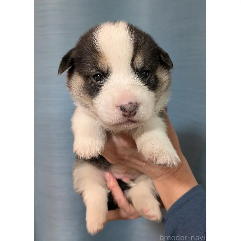 販売中の福岡県のウェルシュコーギーペンブローク-452063