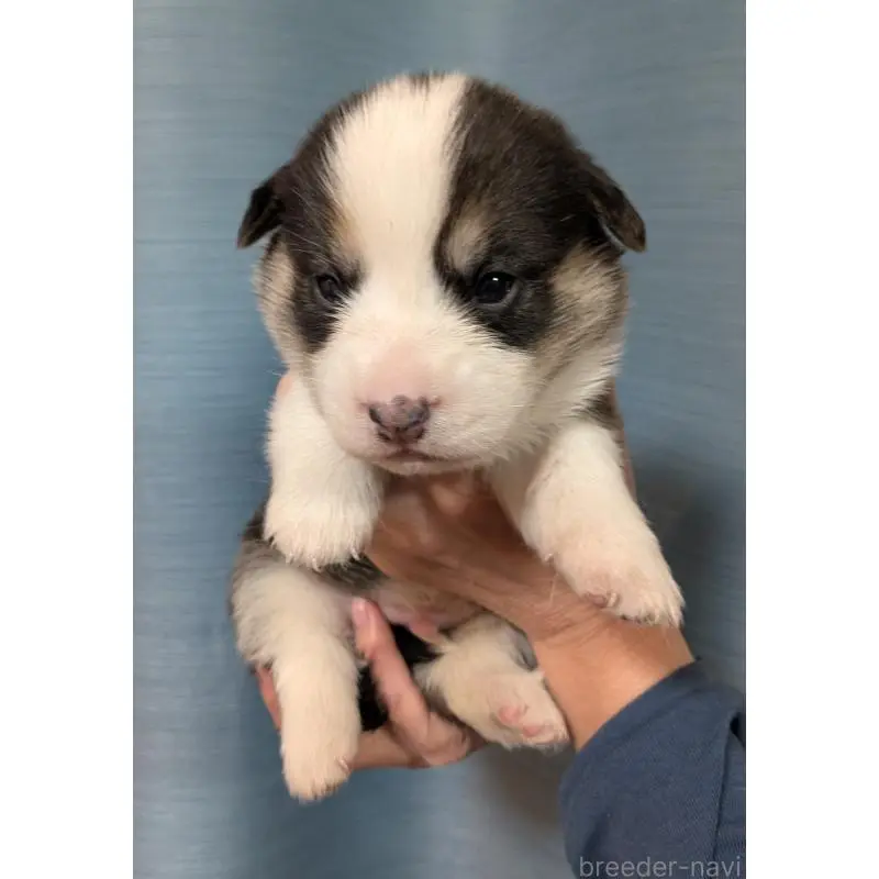 販売中の福岡県のウェルシュコーギーペンブローク-452063の5枚目