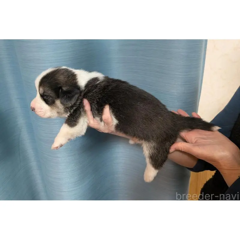 販売中の福岡県のウェルシュコーギーペンブローク-452063の4枚目