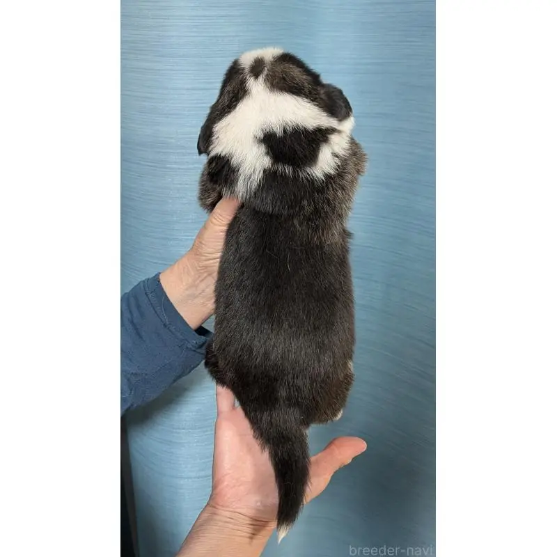 販売中の福岡県のウェルシュコーギーペンブローク-452063の2枚目