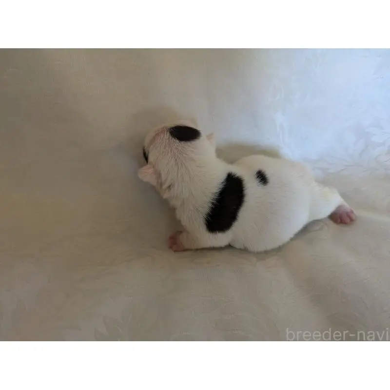 販売中の愛知県のフレンチブルドッグ-452060の5枚目