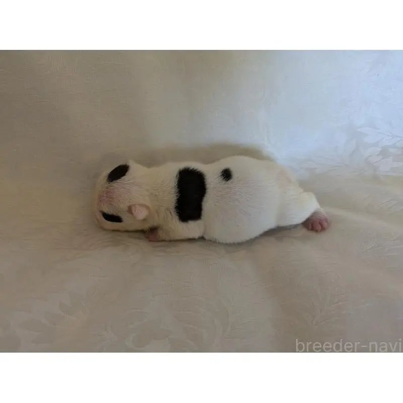 販売中の愛知県のフレンチブルドッグ-452060の4枚目