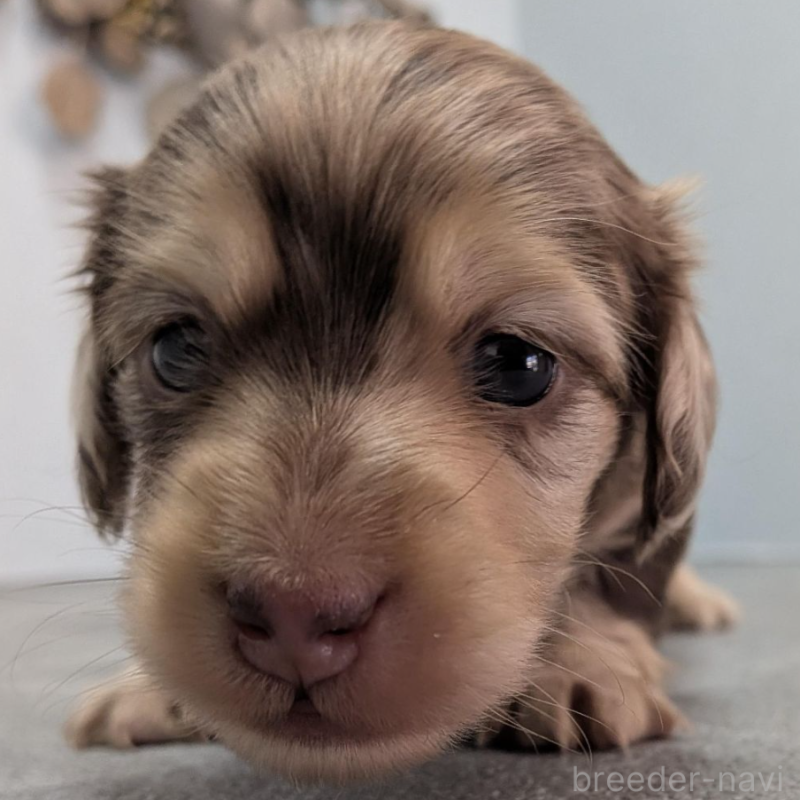 販売中の宮崎県のカニンヘンダックスフンド(ロングヘアード)-452061の5枚目