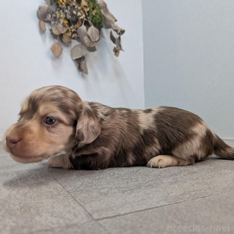 販売中の宮崎県のカニンヘンダックスフンド(ロングヘアード)-452061の4枚目