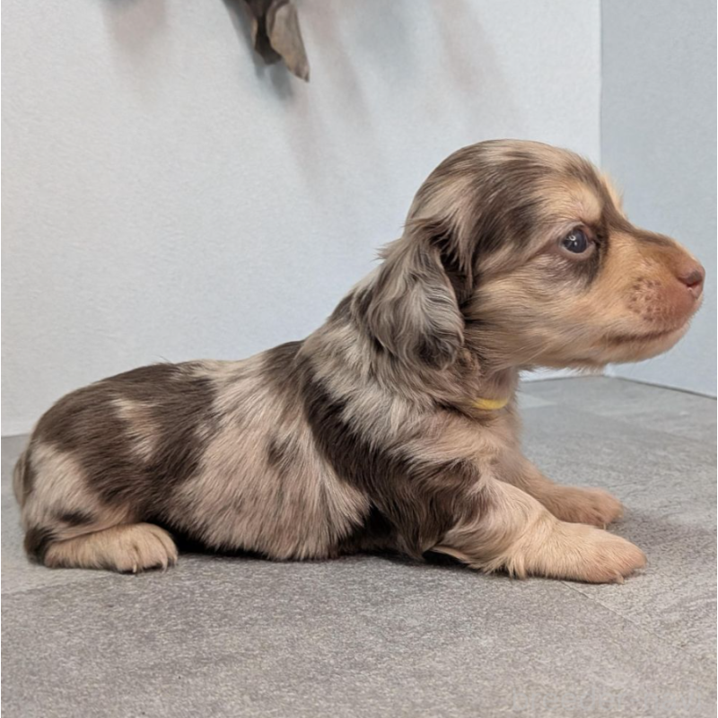 販売中の宮崎県のカニンヘンダックスフンド(ロングヘアード)-452061の3枚目