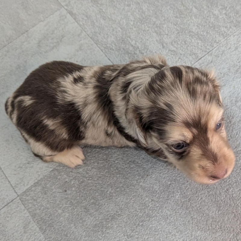 販売中の宮崎県のカニンヘンダックスフンド(ロングヘアード)-452061の2枚目