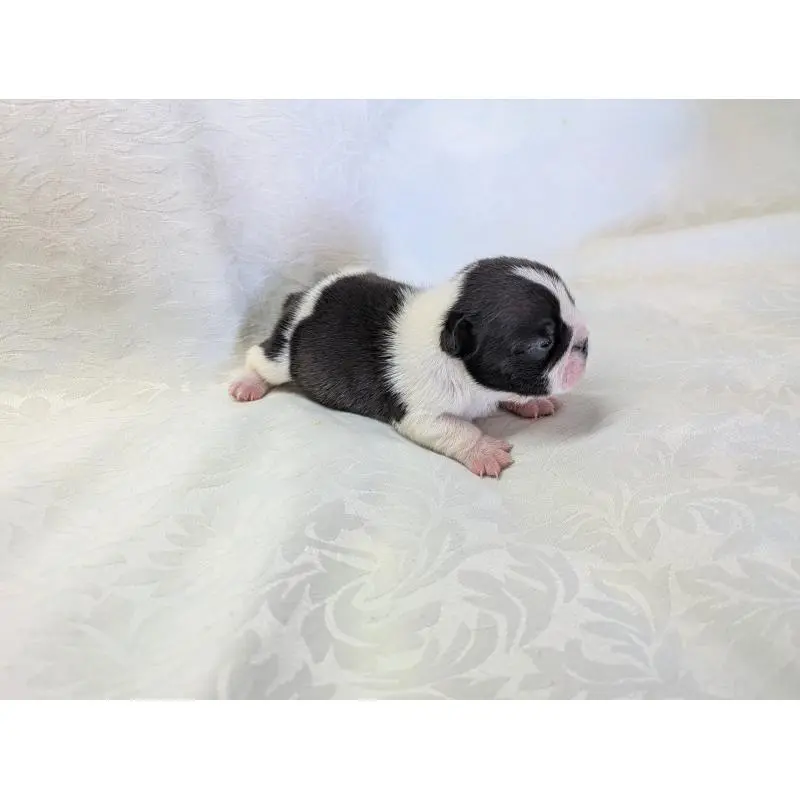 販売中の愛知県のフレンチブルドッグ-452064の7枚目