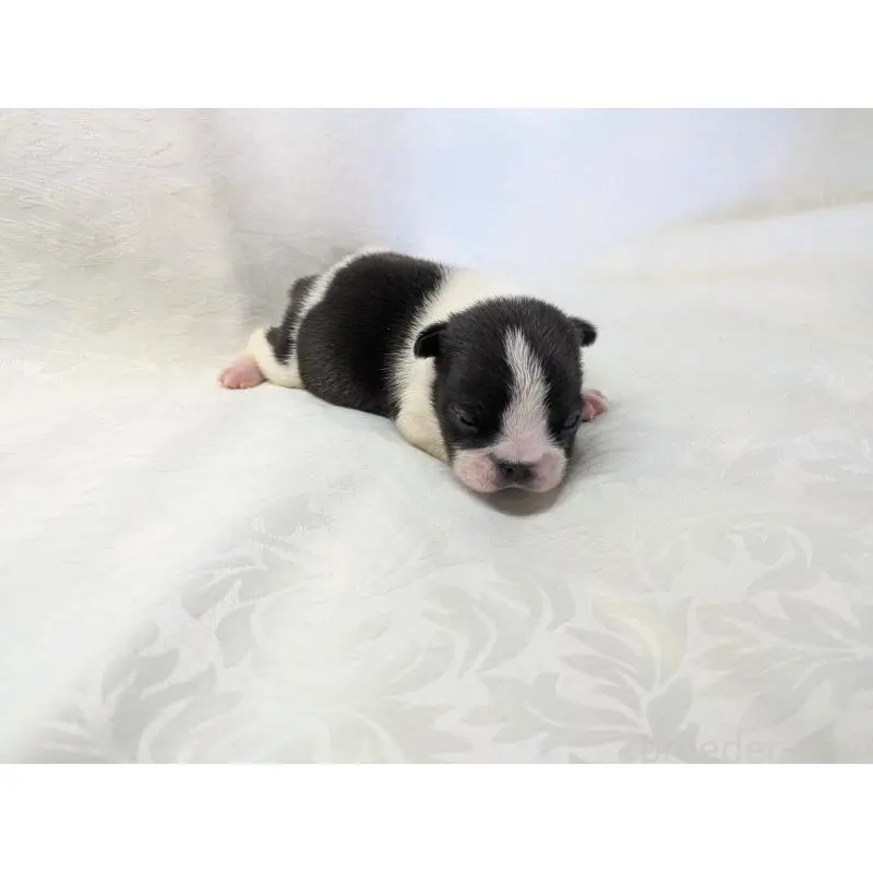 販売中の愛知県のフレンチブルドッグ-452064の6枚目