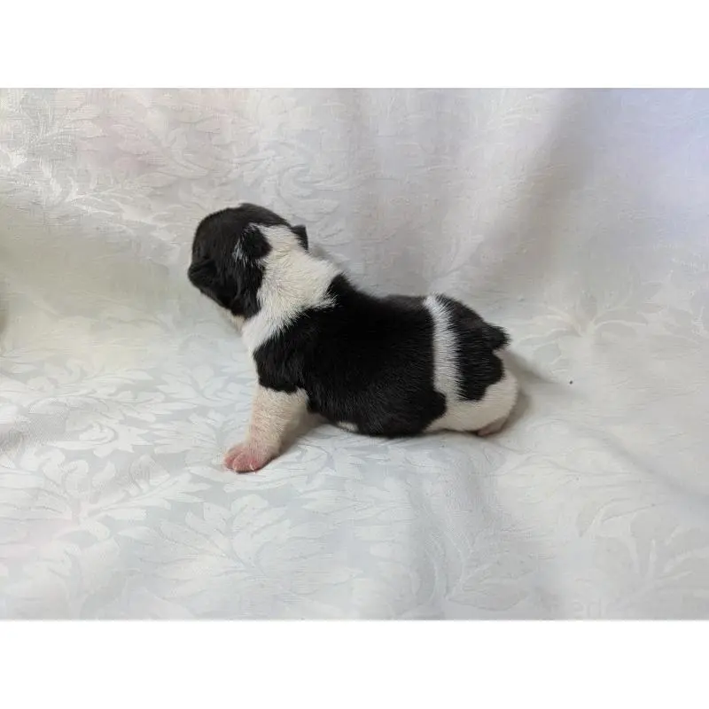 販売中の愛知県のフレンチブルドッグ-452064の5枚目