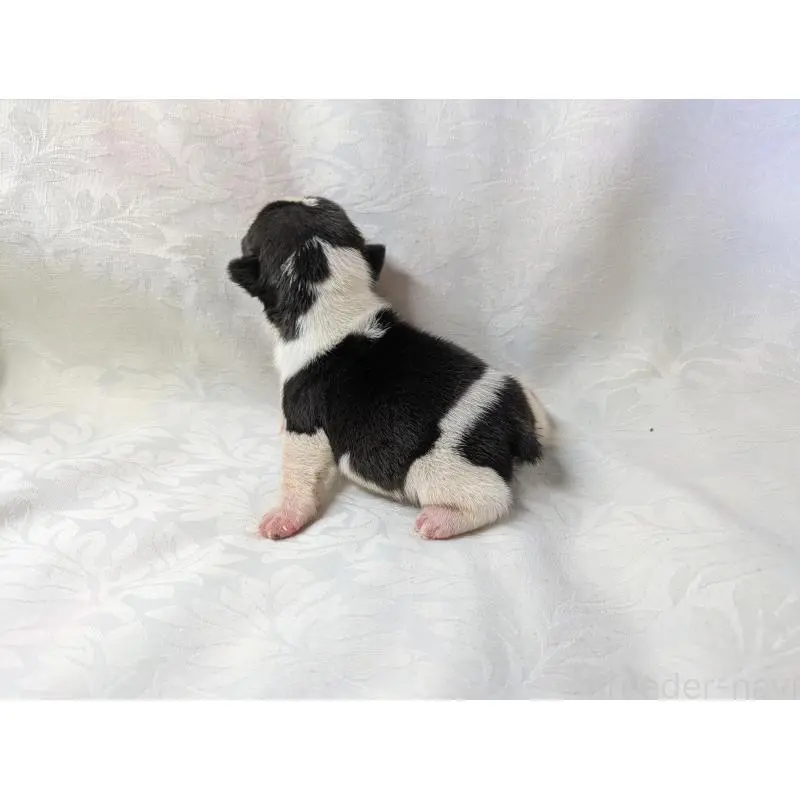 販売中の愛知県のフレンチブルドッグ-452064の4枚目