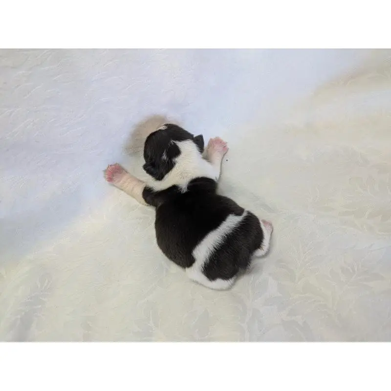 販売中の愛知県のフレンチブルドッグ-452064の3枚目