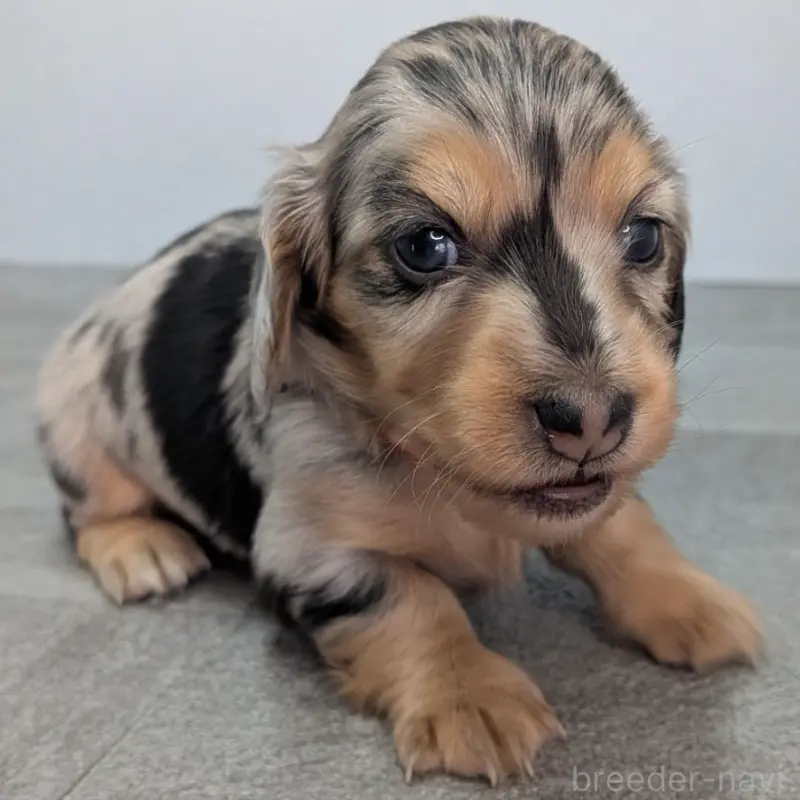 販売中の宮崎県のカニンヘンダックスフンド(ロングヘアード)-452065