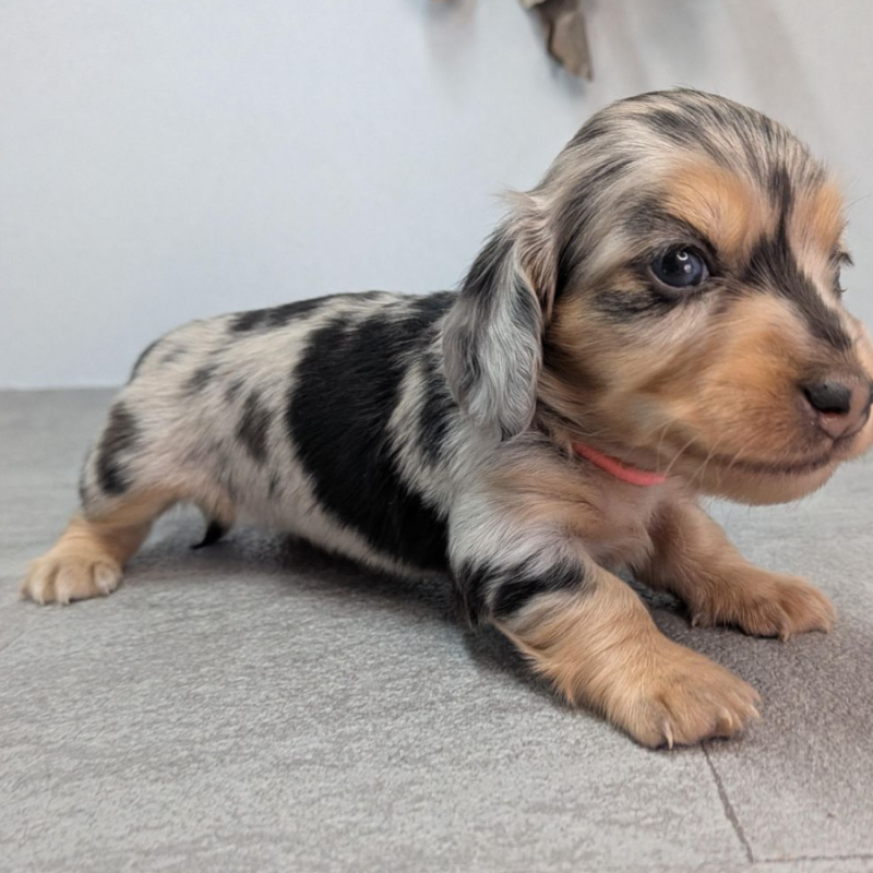 販売中の宮崎県のカニンヘンダックスフンド(ロングヘアード)-452065の5枚目