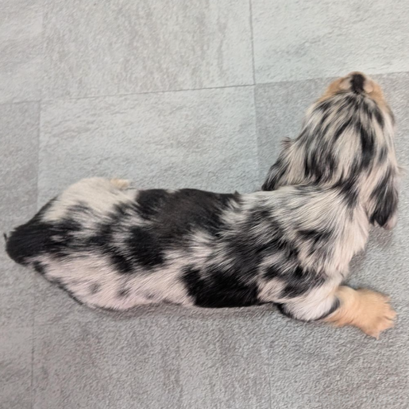 販売中の宮崎県のカニンヘンダックスフンド(ロングヘアード)-452065の3枚目