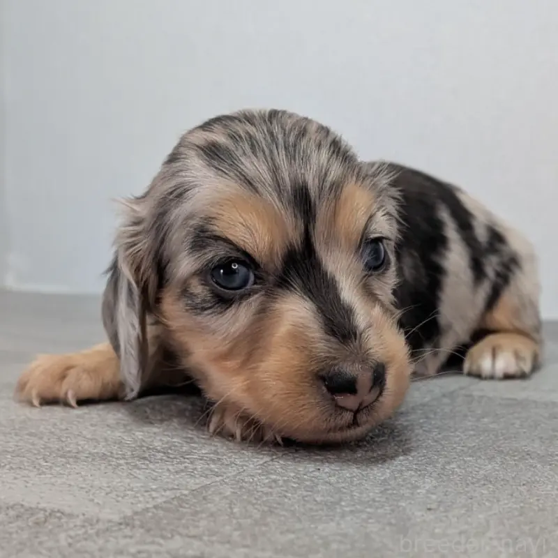 販売中の宮崎県のカニンヘンダックスフンド(ロングヘアード)-452065の2枚目