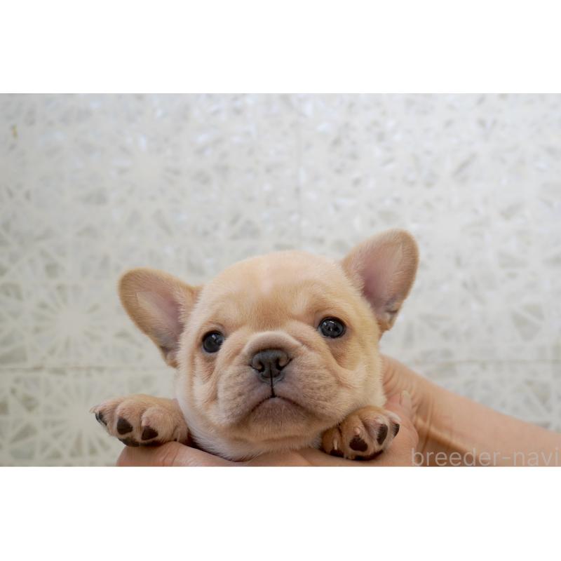 販売中の東京都のフレンチブルドッグ-452068の10枚目