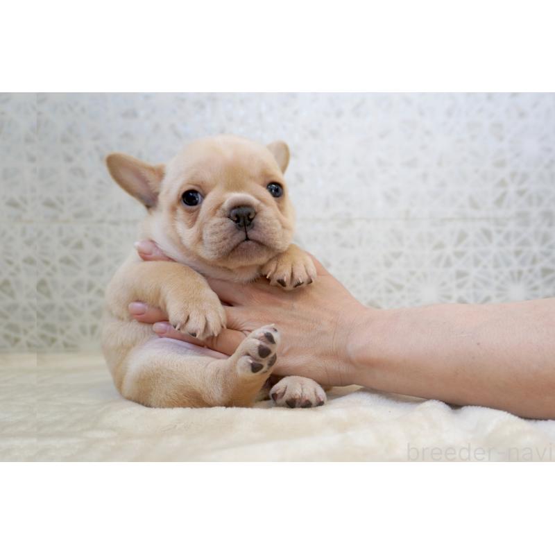 販売中の東京都のフレンチブルドッグ-452068の8枚目