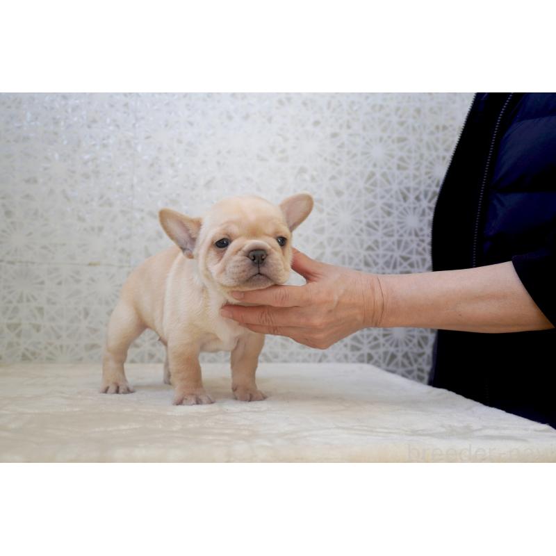 販売中の東京都のフレンチブルドッグ-452068の7枚目