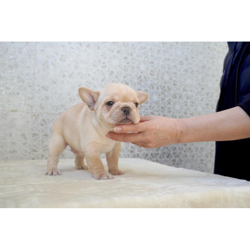 販売中の東京都のフレンチブルドッグ-452068の6枚目