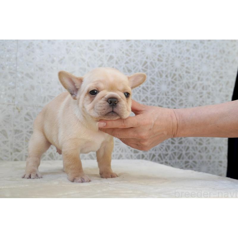 販売中の東京都のフレンチブルドッグ-452068の5枚目