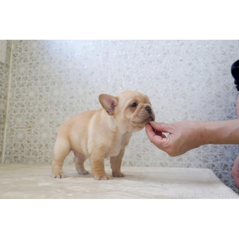 販売中の東京都のフレンチブルドッグ-452068の4枚目