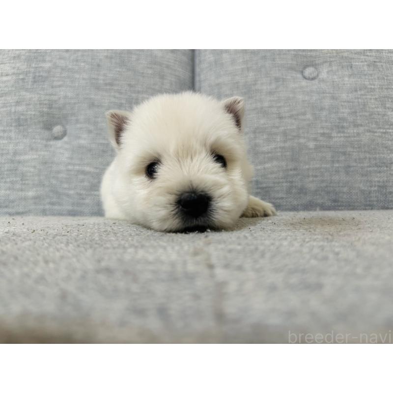 販売中の千葉県のウエストハイランドホワイトテリア(ウエスティ)-452069の13枚目