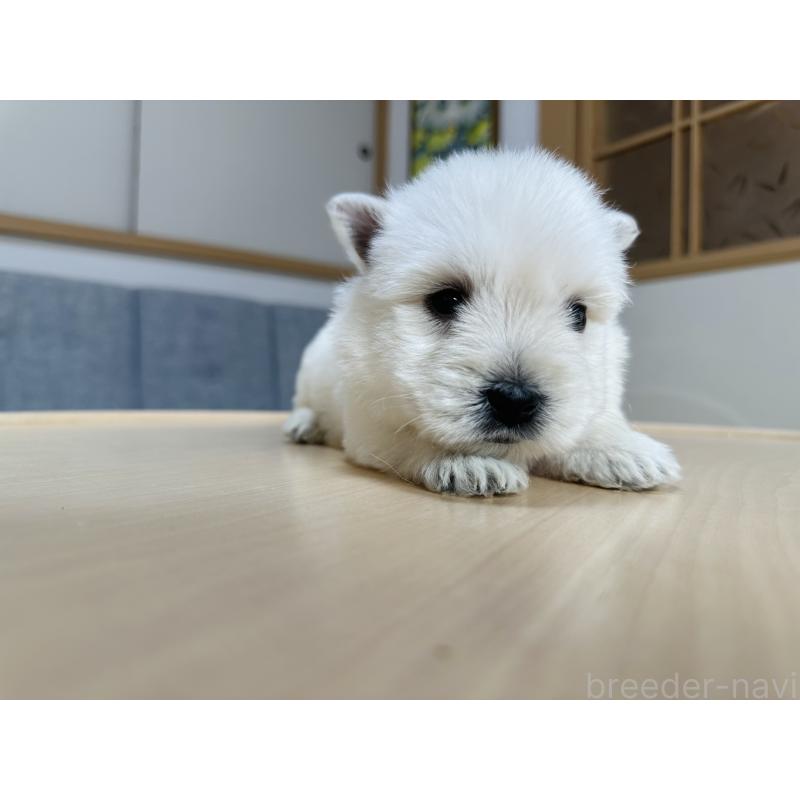 販売中の千葉県のウエストハイランドホワイトテリア(ウエスティ)-452069の11枚目
