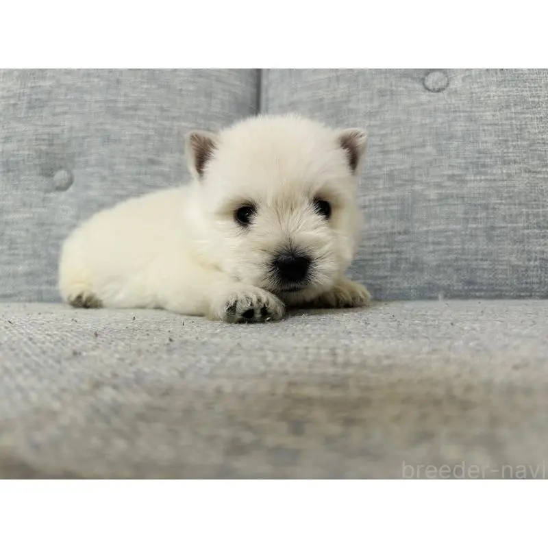 販売中の千葉県のウエストハイランドホワイトテリア(ウエスティ)-452069の10枚目