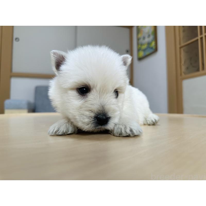 販売中の千葉県のウエストハイランドホワイトテリア(ウエスティ)-452069の9枚目