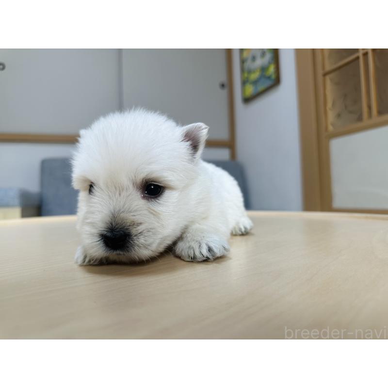 販売中の千葉県のウエストハイランドホワイトテリア(ウエスティ)-452069の8枚目