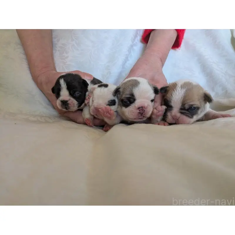 販売中の愛知県のフレンチブルドッグ-452064の2枚目