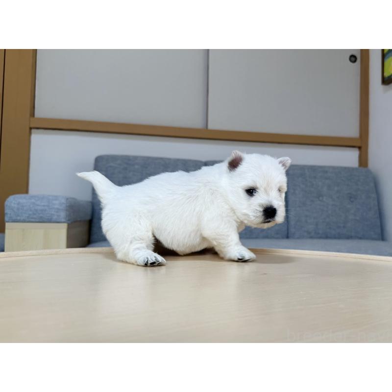販売中の千葉県のウエストハイランドホワイトテリア(ウエスティ)-452069の7枚目